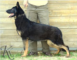 german shepherd  Poli