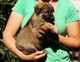 german shepherd puppy for sale