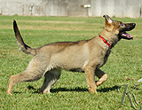 german shepherd puppy for sale