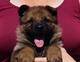 german shepherd puppy for sale