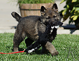 german shepherd puppy for sale