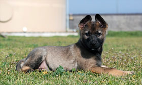 german shepherd puppy laying