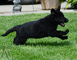 german shepherd puppy for sale