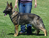 trained personal protection german shepherd dog for sale