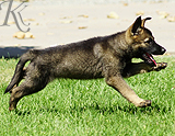 german shepherd puppy for sale