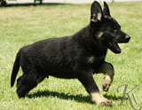 german shepherd puppy for sale