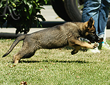 german shepherd puppy for sale