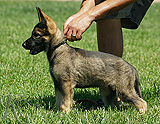 german shepherd puppy for sale