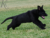 german shepherd puppy for sale