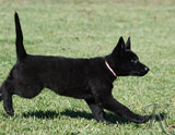 german shepherd puppy Queeni