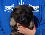 german shepherd puppy for sale