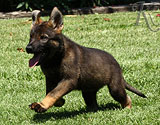 german shepherd puppies for sale