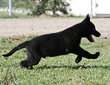 german shepherd puppy Qilo