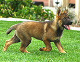 german shepherd puppies for sale