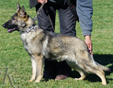 AKC registered german shepherd puppy / young adult for sale