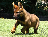 german shepherd puppies for sale