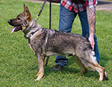 AKC registered german shepherd puppy / young adult for sale