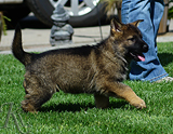 german shepherd puppy for sale