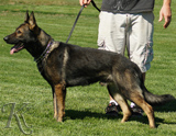 German Shepherd protection dog for sale