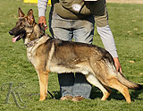 personal protection german shepherd dog for sale