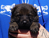 german shepherd puppy for sale