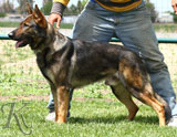 German Shepherd dog  Mix