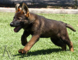 german shepherd puppies for sale