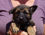 german shepherd puppy for sale