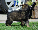 german shepherd puppy for sale