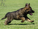 german shepherd puppy for sale