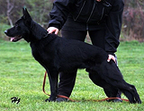 AKC registered trained personal protection german shepherd dog for sale