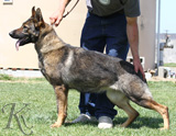 German Shepherd female Qully