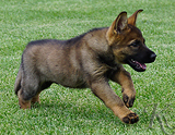 german shepherd puppy for sale