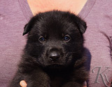 german shepherd puppy for sale