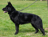 german shepherd future breeding female