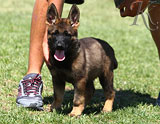 german shepherd puppies for sale