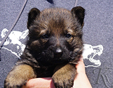 german shepherd puppy for sale