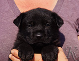 german shepherd puppy for sale