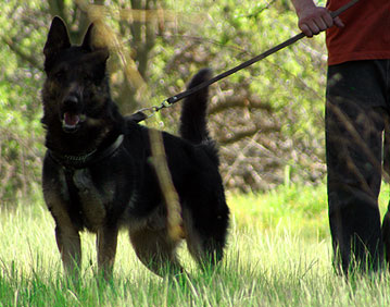 personal protection dog training