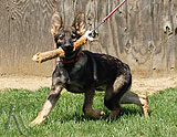 german shepherd puppies for sale