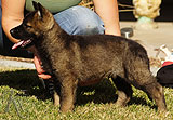 german shepherd puppies for sale