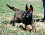 german shepherd puppy Red