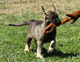 german shepherd puppies for sale