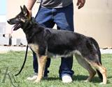 German Shepherd female Reima