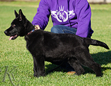 german shepherd puppy Remy