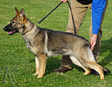 german shepherd future breeding female