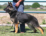 trained German Shepherd  dog for sale