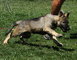 german shepherd puppies for sale