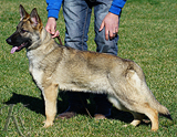 german shepherd puppy for sale