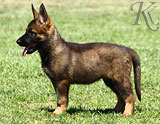 german shepherd puppies for sale